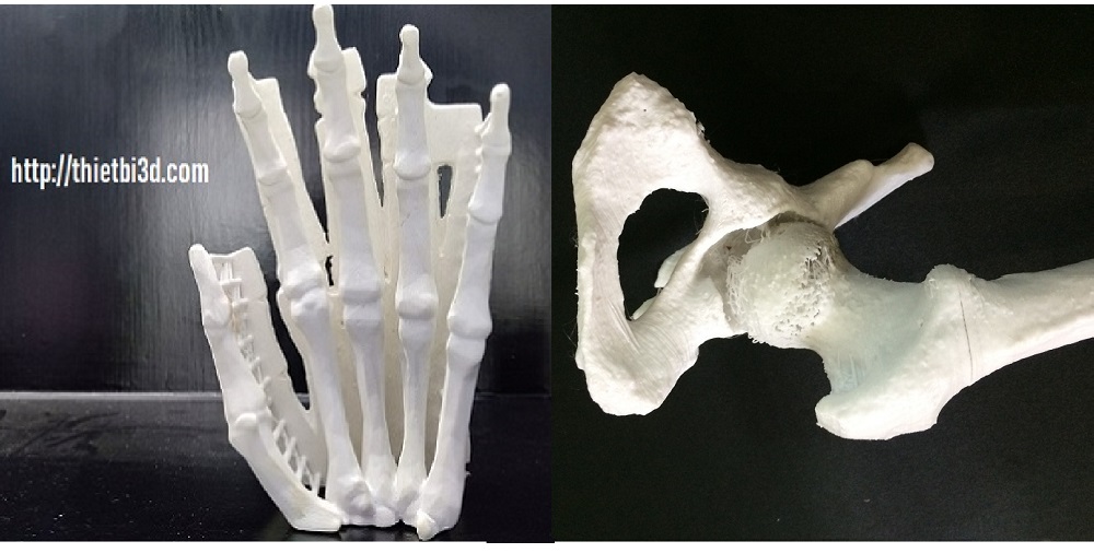 Mô hình xương bàn tay, xương chậu 3D